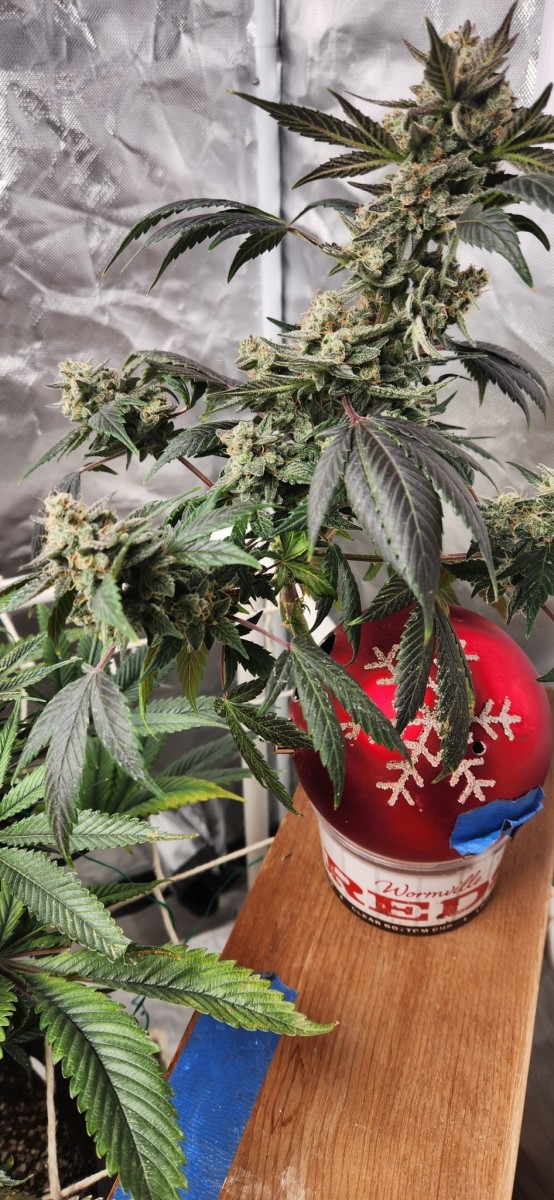 16692439711203635941158561920608