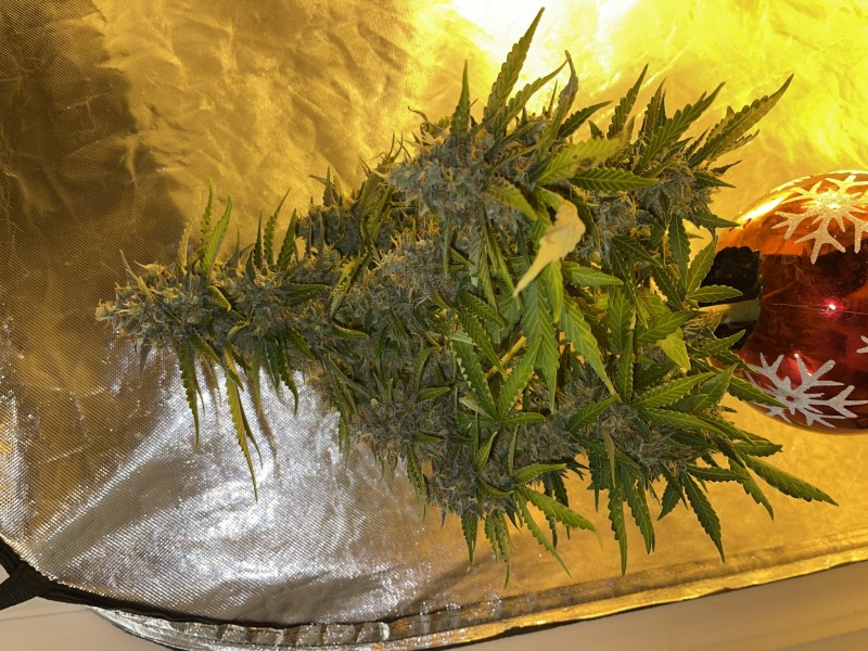 6EAADBCB-B0ED-4940-B836-539D988CD07B