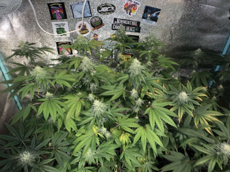 2D388D2D-A1D4-44AD-9938-A4D5EF15D914