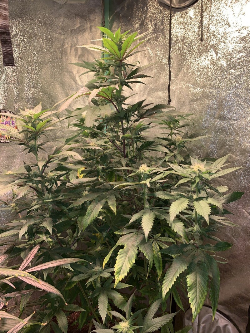 0CCF62BF-0DDE-4823-AD1D-B0E00907EF96