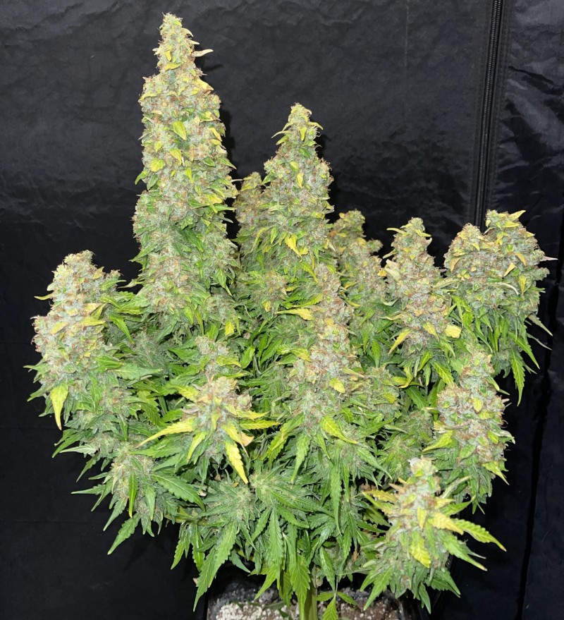 4405804F-81AF-48DA-86E8-3BFBD9FD0F1D