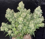 F5925E14-7399-4ADB-8550-D981806F8C3A