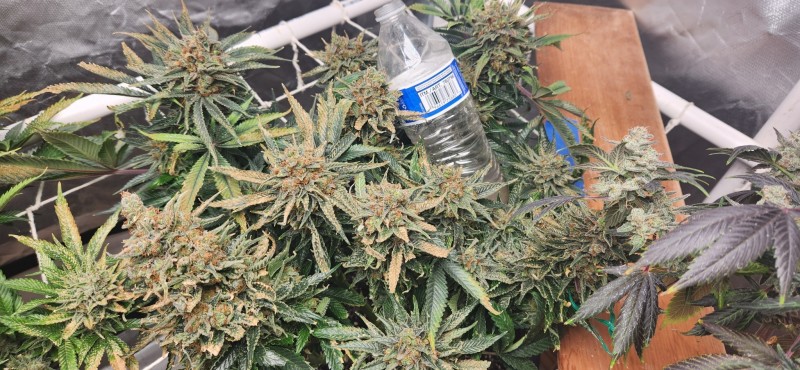 16696669370588552238627227199493