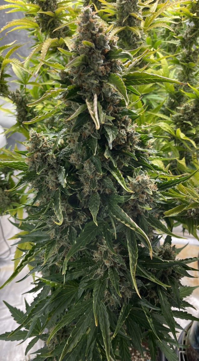 DCA11AF6-1E1D-4366-A1EB-ECD2C381CB5D