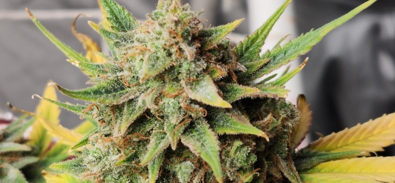 16703460441527294520718154913351