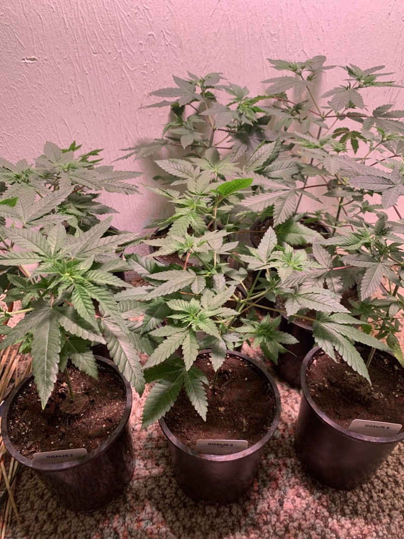 2D6E869C-B11C-4E3F-A3D8-308DCE24BA67