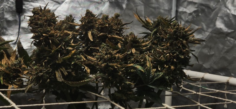 16709586448056250529368264740516