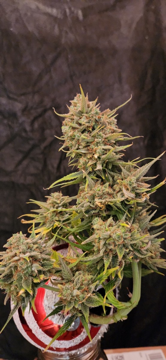 16709617211966711000439617848291