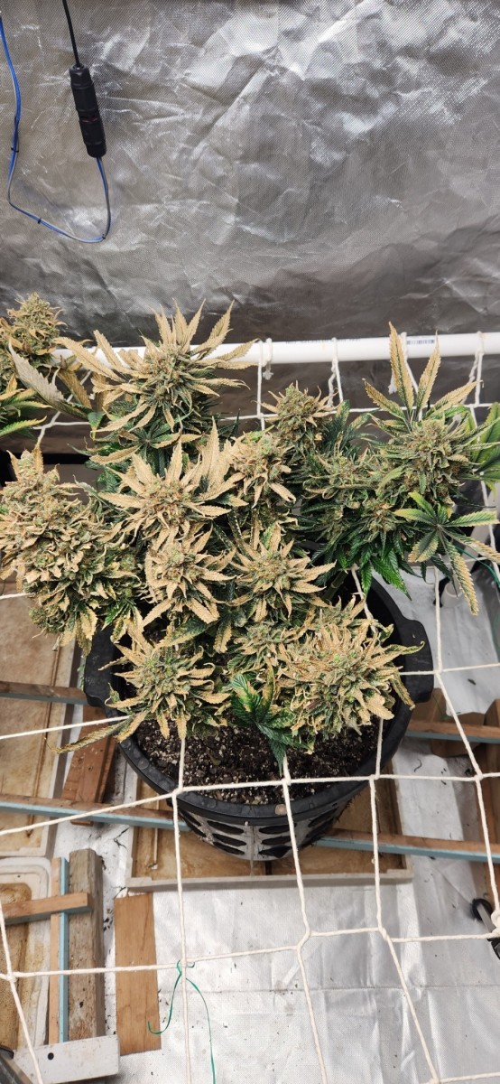 16709626102801985457004490884041