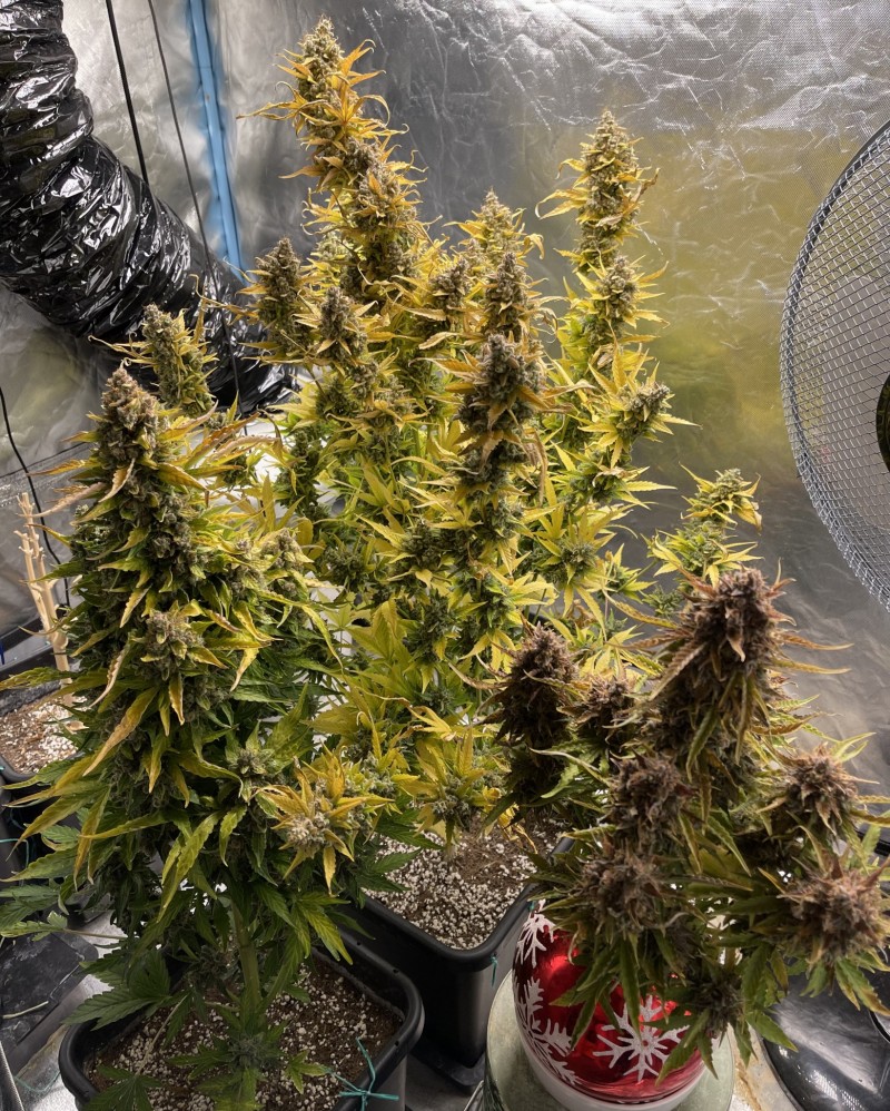 D5B99883-A80C-4C7A-BDBE-802894FC3983