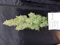 CA2CC6D1-49C1-47C2-A181-19DCB6BE2B1B