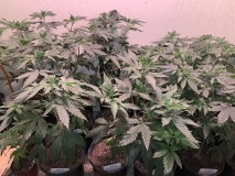 3B48BCB9-7FD6-4C3D-8274-1DC0BACE08CA