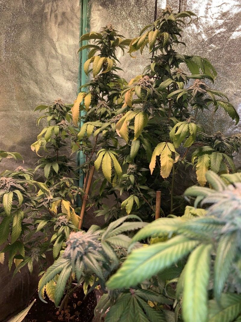 206EDFE7-879D-41D8-89B4-0206585624B0