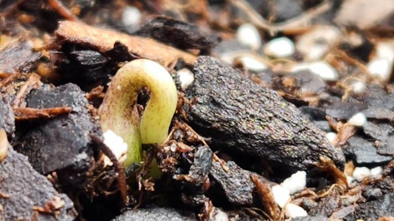 16727935276965897724163521671866