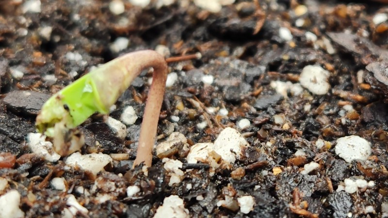 16730382412604293198380069634610