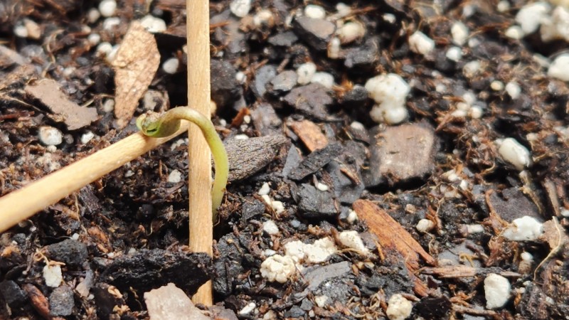 16730393924578508429164347595096