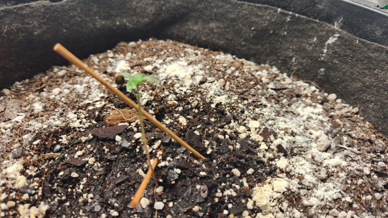 16733042620858948997012128314864