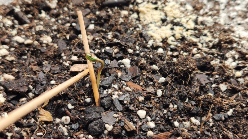 16733043740543762981062350021189