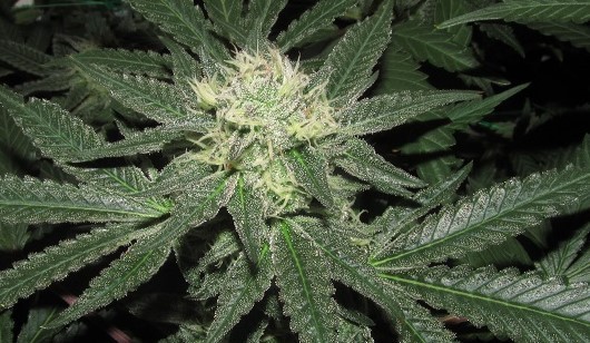 43 days in bloom  (1)