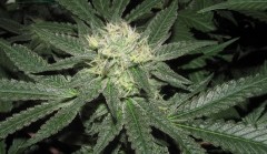 43 days in bloom  (1)