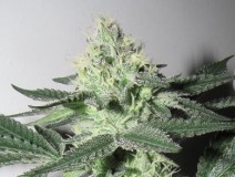 43 days in bloom  (2)