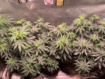 DDC9026E-CB11-47F1-970D-62A438C733D8