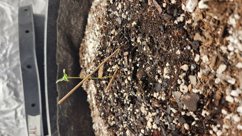 16737380723422573889664021433037