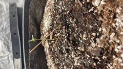 16737380723422573889664021433037