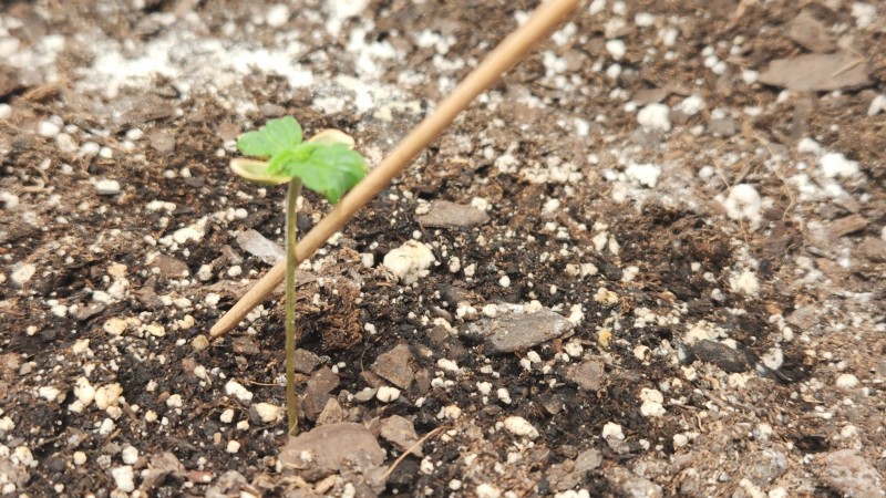 16739995210009182260639896742787