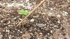 16739995210009182260639896742787