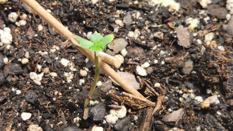 1673999589208260468594054423997