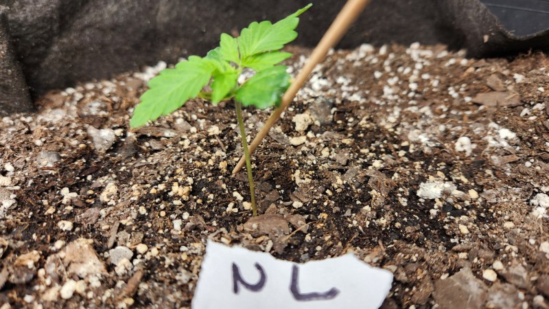 16745897782533204118922103245369