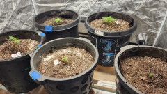 16751053485596927980558856726890