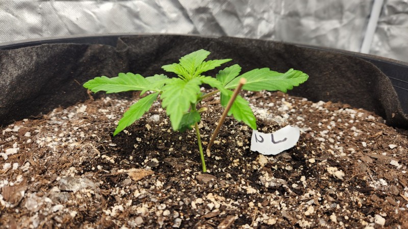 16751054084913443295690224849997