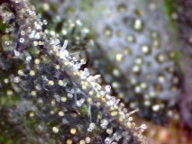 trichs (1)