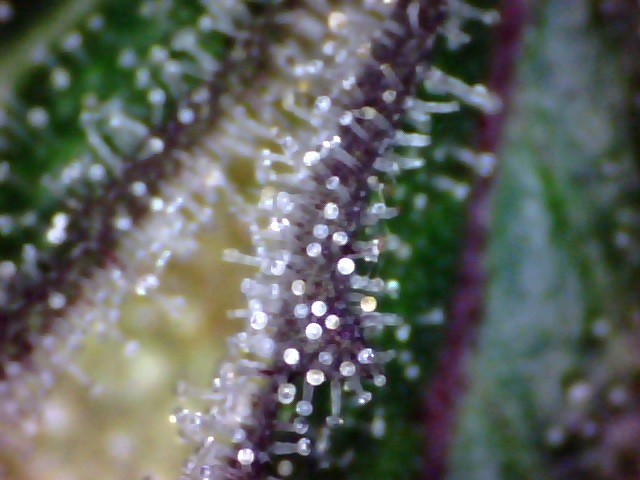 trichs (2)
