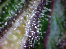trichs (2)