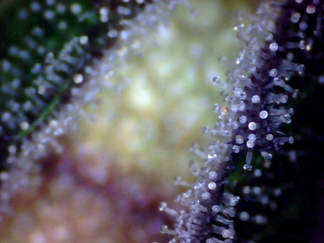 trichs (3)