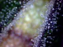 trichs (3)