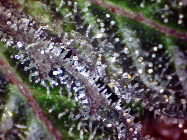 trichs (5)