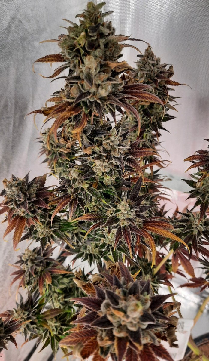 199 (1)