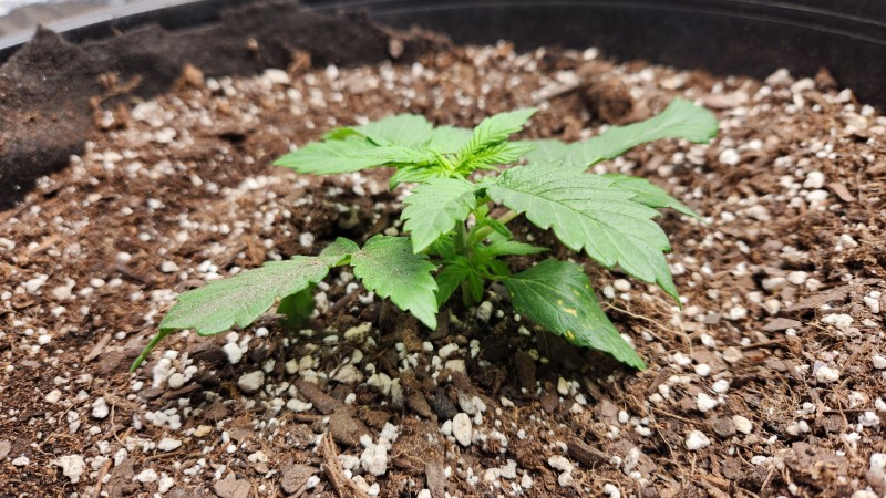 16757083915381036840810376174372