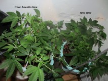 vegging (3)