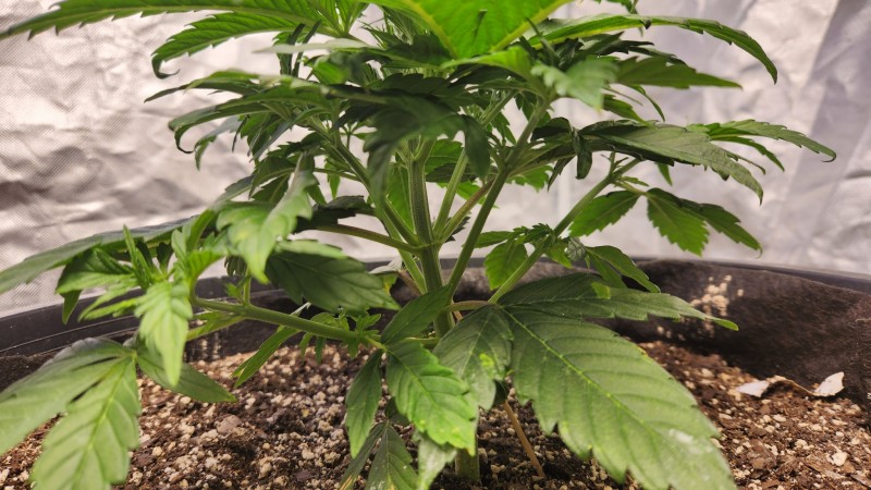 16763145584342658077912369500061