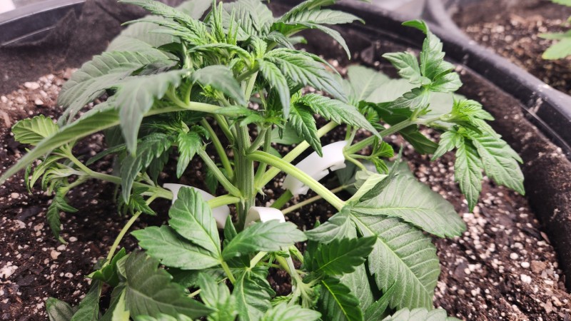 16764987206503007989749116454862