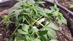 16764987206503007989749116454862