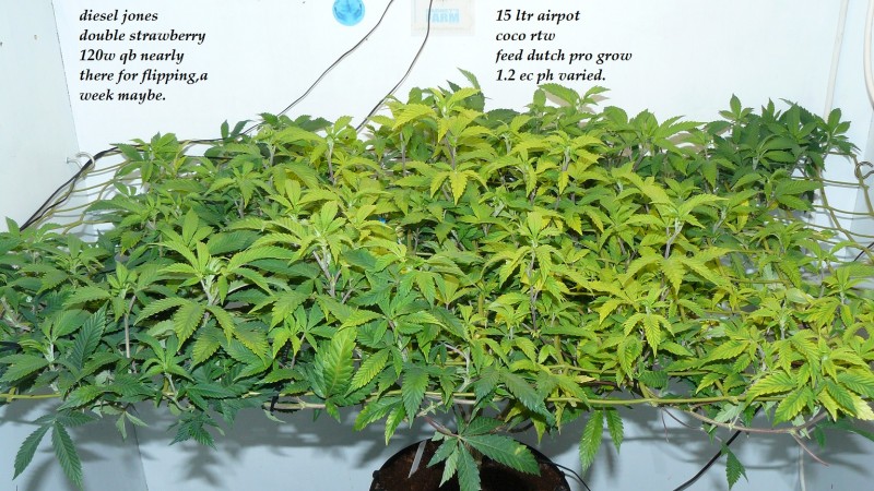 drobes the new start,finish 001