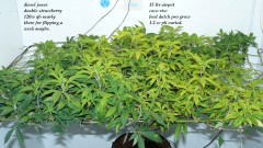 drobes the new start,finish 001