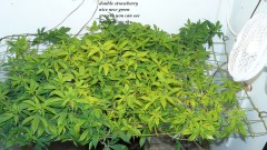 drobes the new start,finish 002