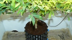 drobes the new start,finish 006